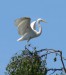 Volavka bílá - Egretta alba