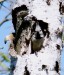 Sýkora parukářka - Parus cristatus