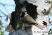 Sýkora parukářka - Parus cristatus 3