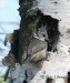 Sýkora parukářka - Parus cristatus 5