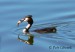 Potápka roháč - Podiceps cristatus 13